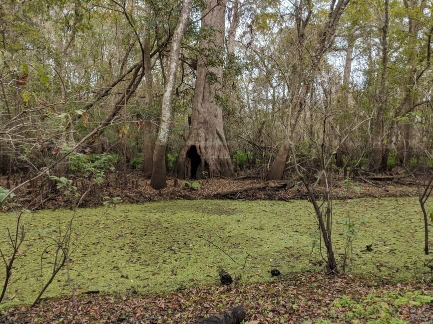 Hiking in Spring Hammock Preserve Escape Camper Vans