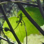 Spring Hammock Preserve Florida Lizard