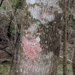 Spring Hammock Preserve Red Moss