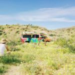 Wildflower Super Bloom Desert Campervan