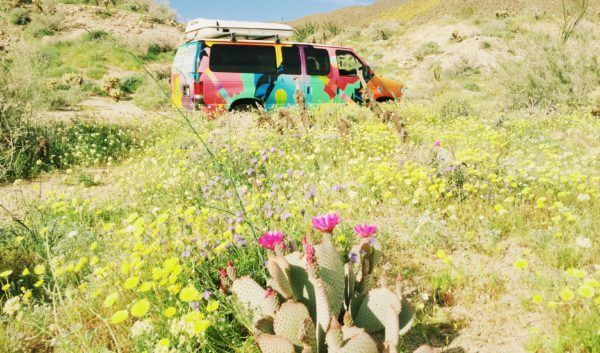 Campervan driving by cactus and desert super bloom
