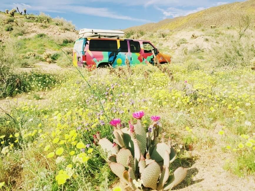 Campervan driving by cactus and desert super bloom