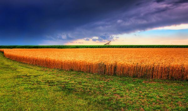 Kansas Summer Wheat and Storm