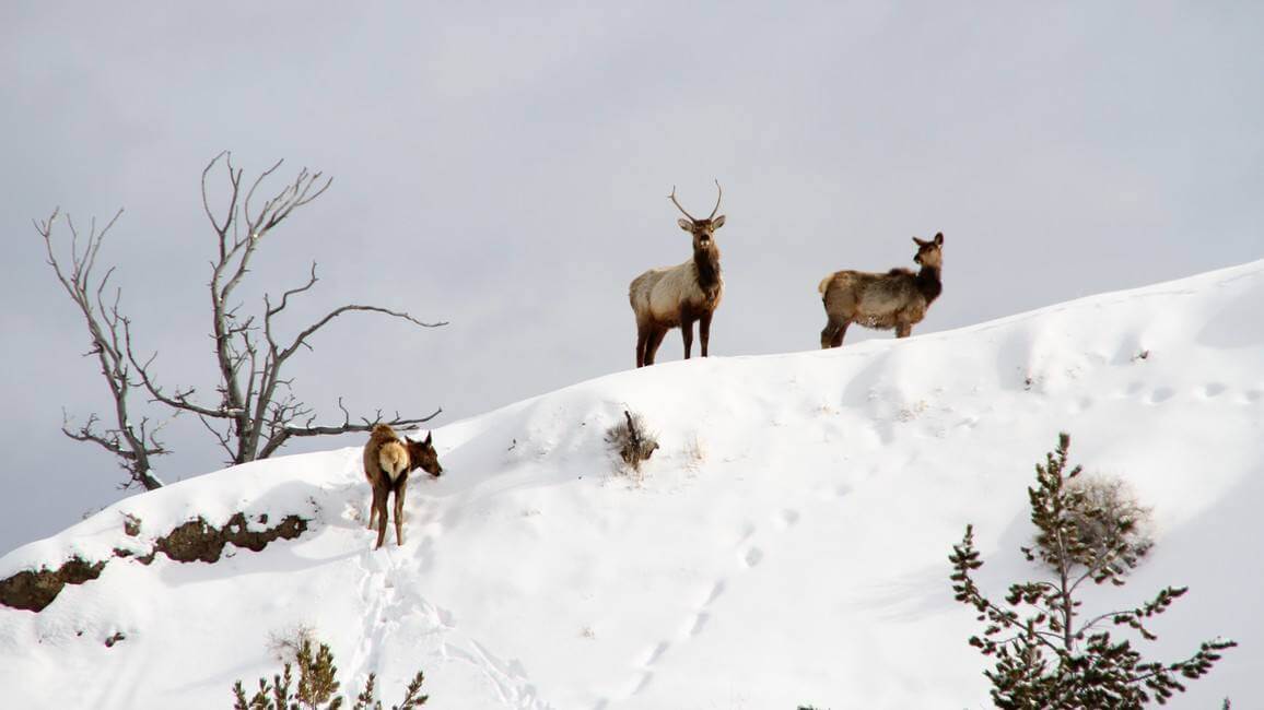 Montana Elk Bull Hillside