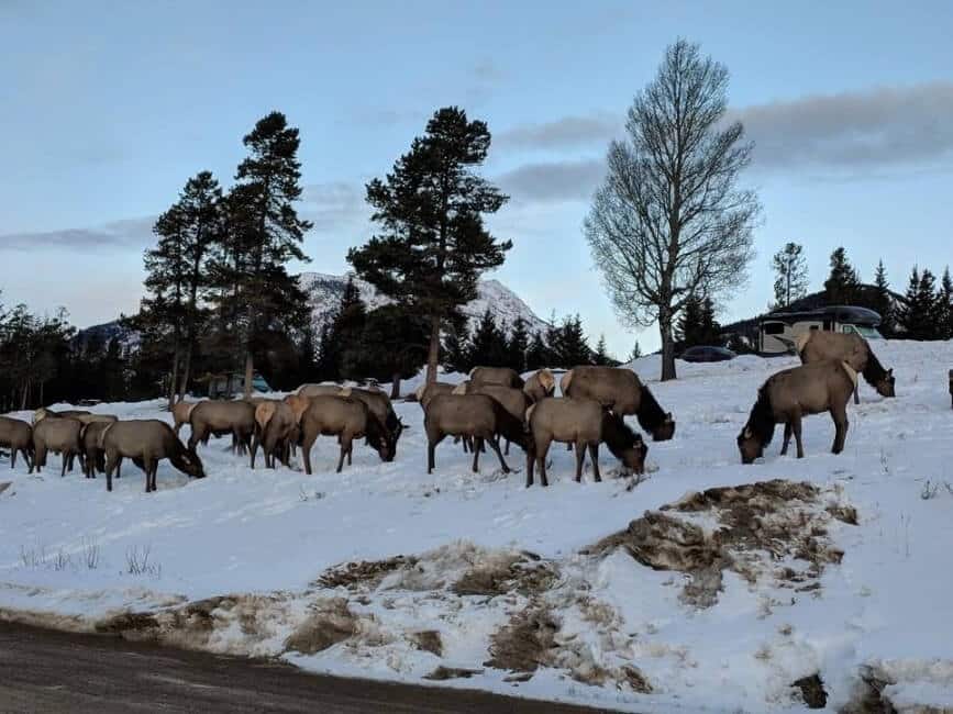 Elk Canadian Rockies