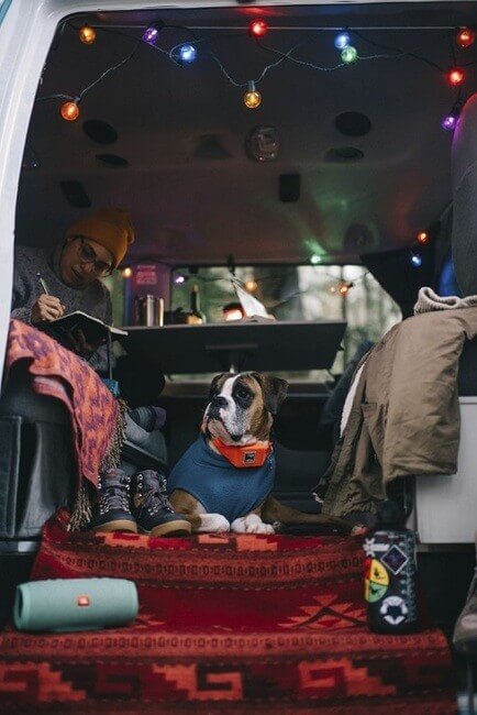 campervan-dog-sweater-fairy-lights-winter
