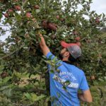 Picking Apples At Stoneyfield Orchard New Jersey
