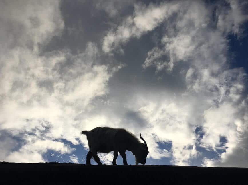 goat on roof of Coombs Market
