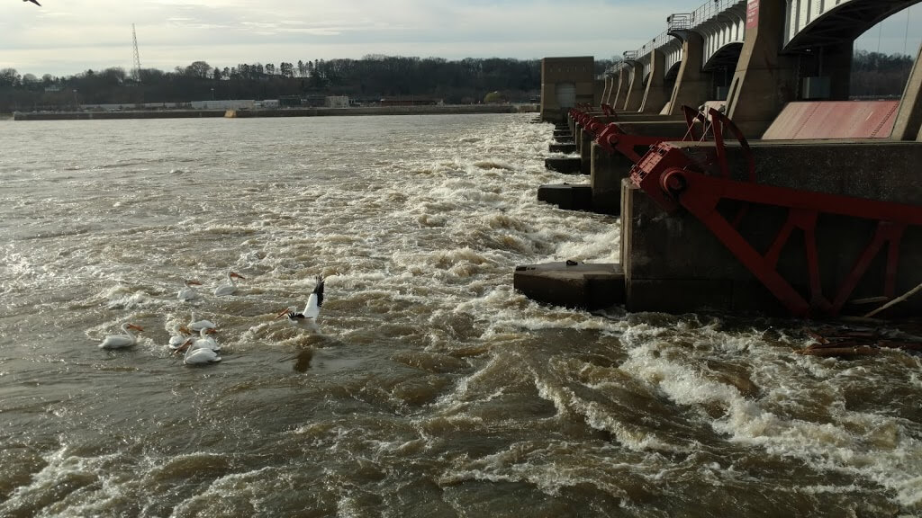 Pelicans playing in the surf of a dam.