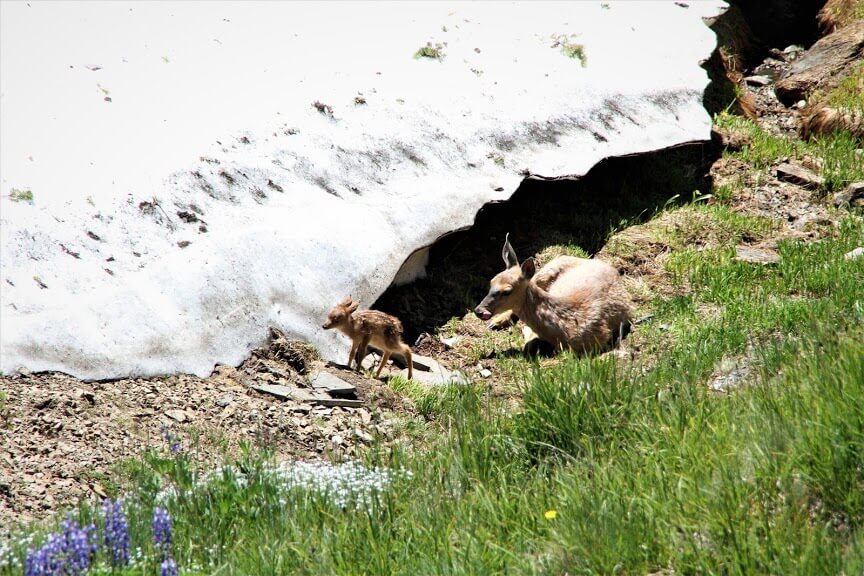 Doe at Hurricane Ridge in Olympic Peninsula