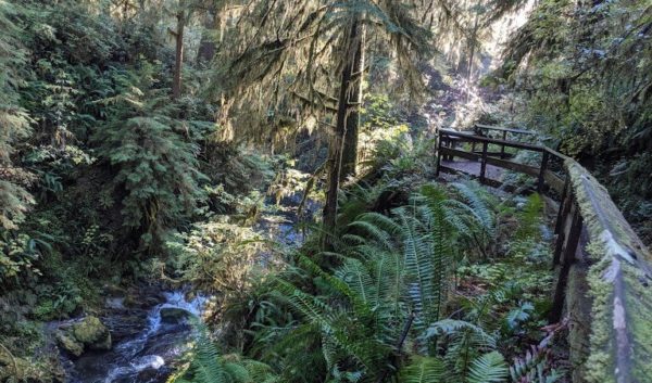 Quinault rain forest in Olympic Peninsula
