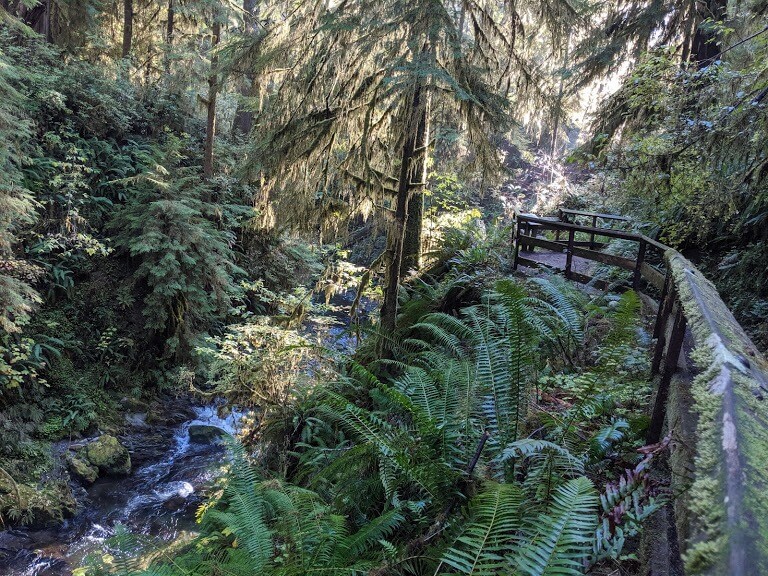 Quinault rain forest in Olympic Peninsula