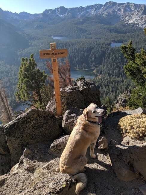 Dog at Mammoth Lakes