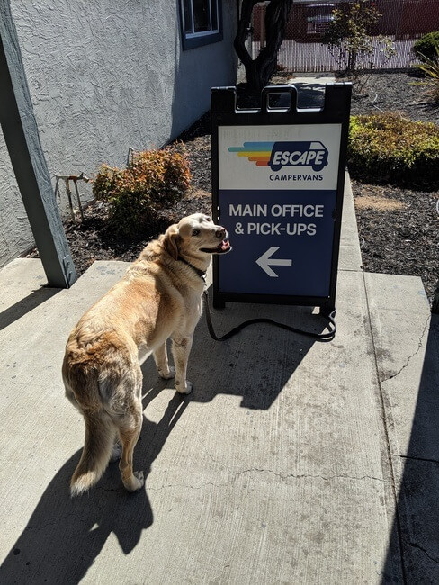 Dog at Escape Office