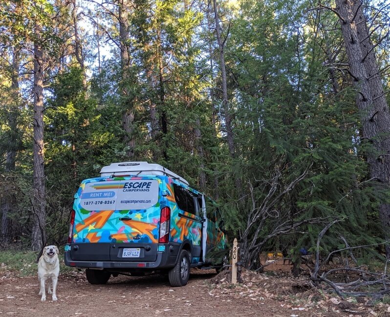 Dog standing in front of a campervan