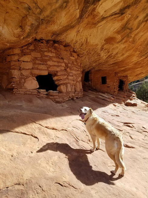 Dog at Bears Ears National Monument