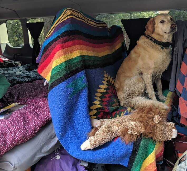 Dog in back seat of a campervan