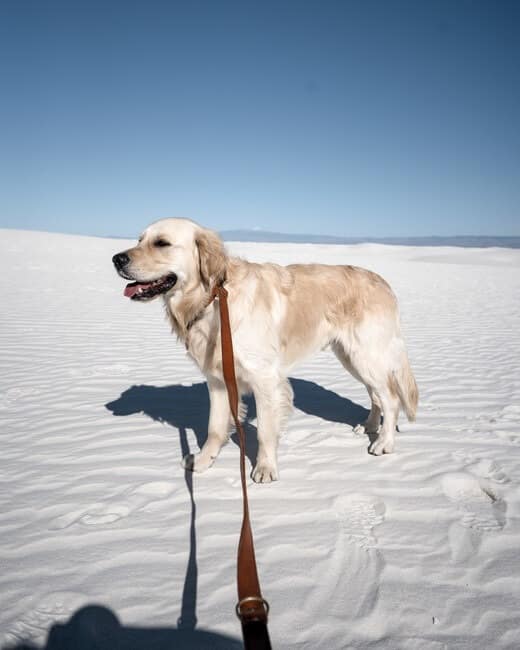 Dog standing at White Sands National Park