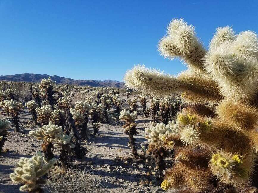 Cholla Cactus Garden