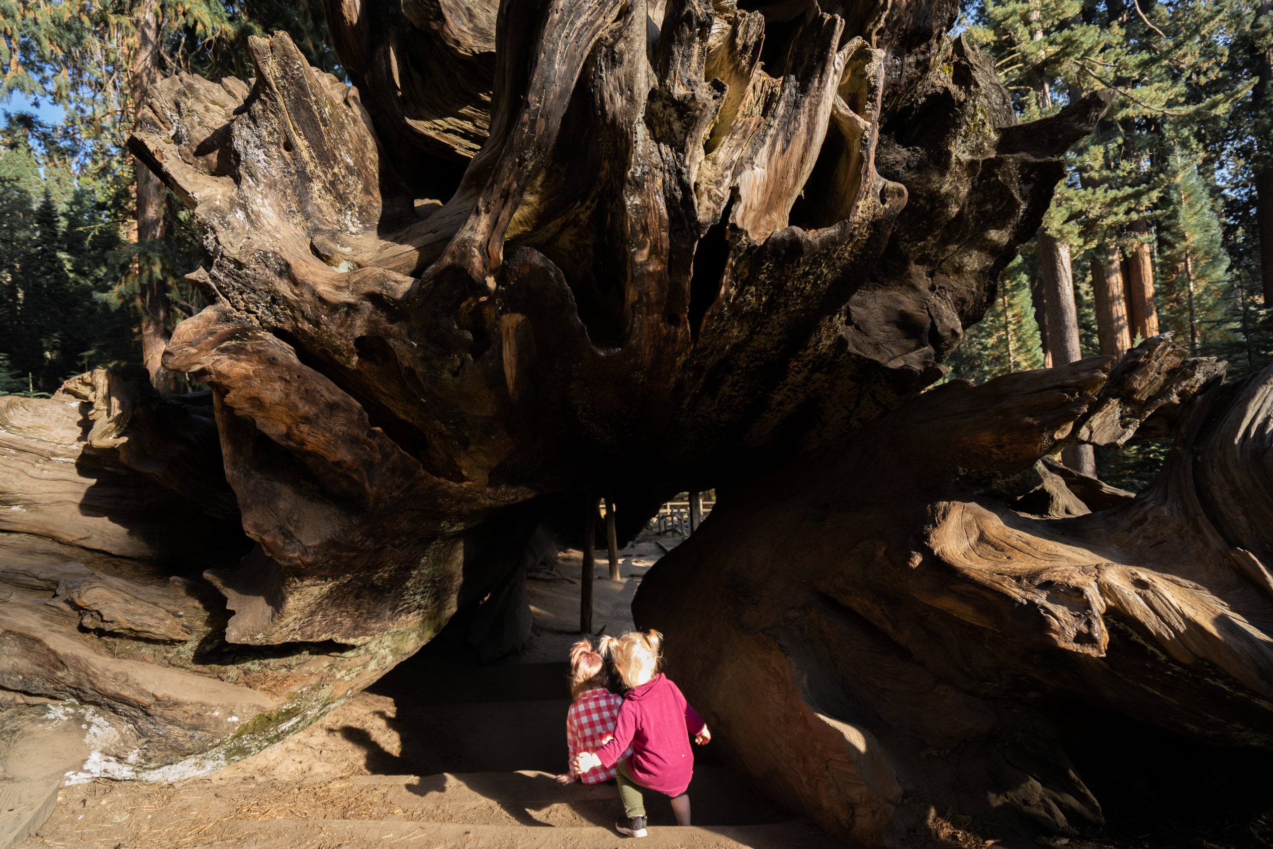 Kids exploring the forest