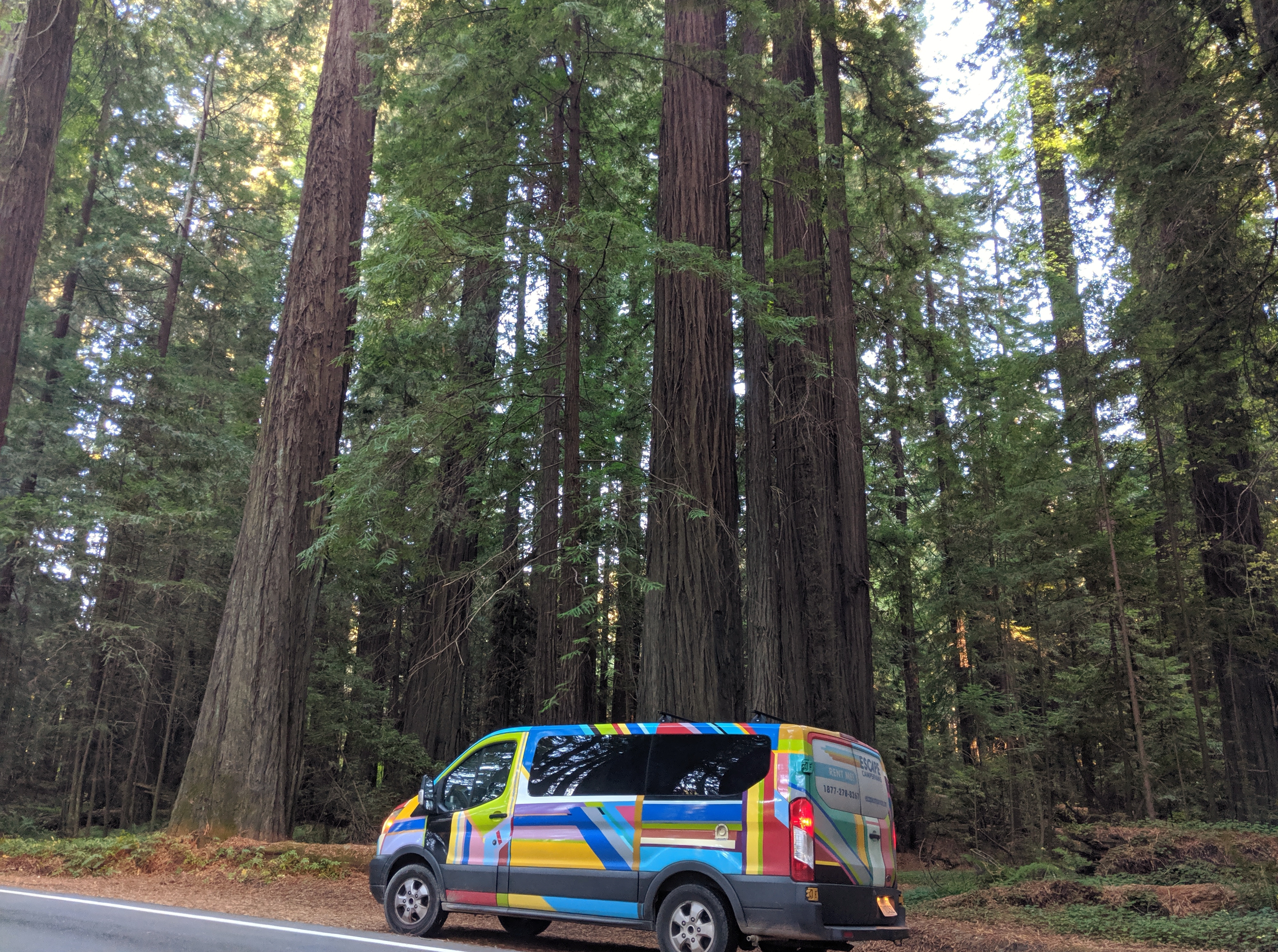 Escape Campervan on Avenue of the Giants