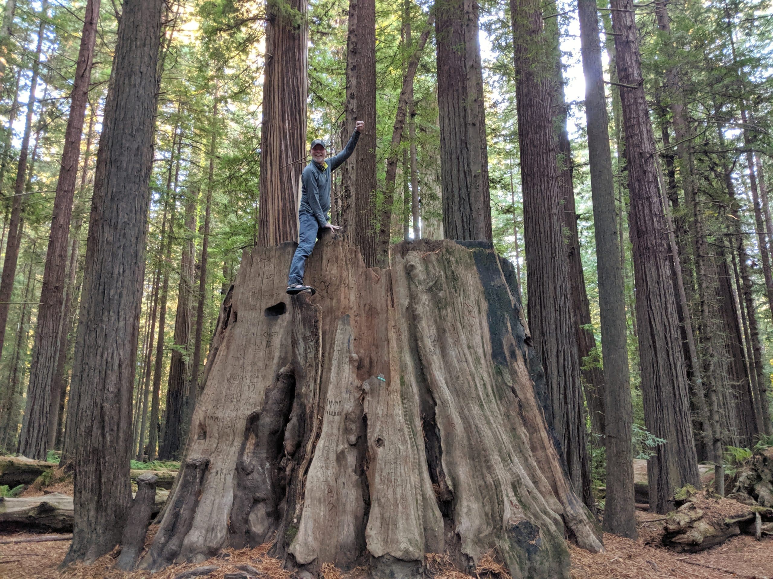Redwood tree on the Avenue of Giants