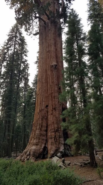 General Sherman tree in Sequoia National Park