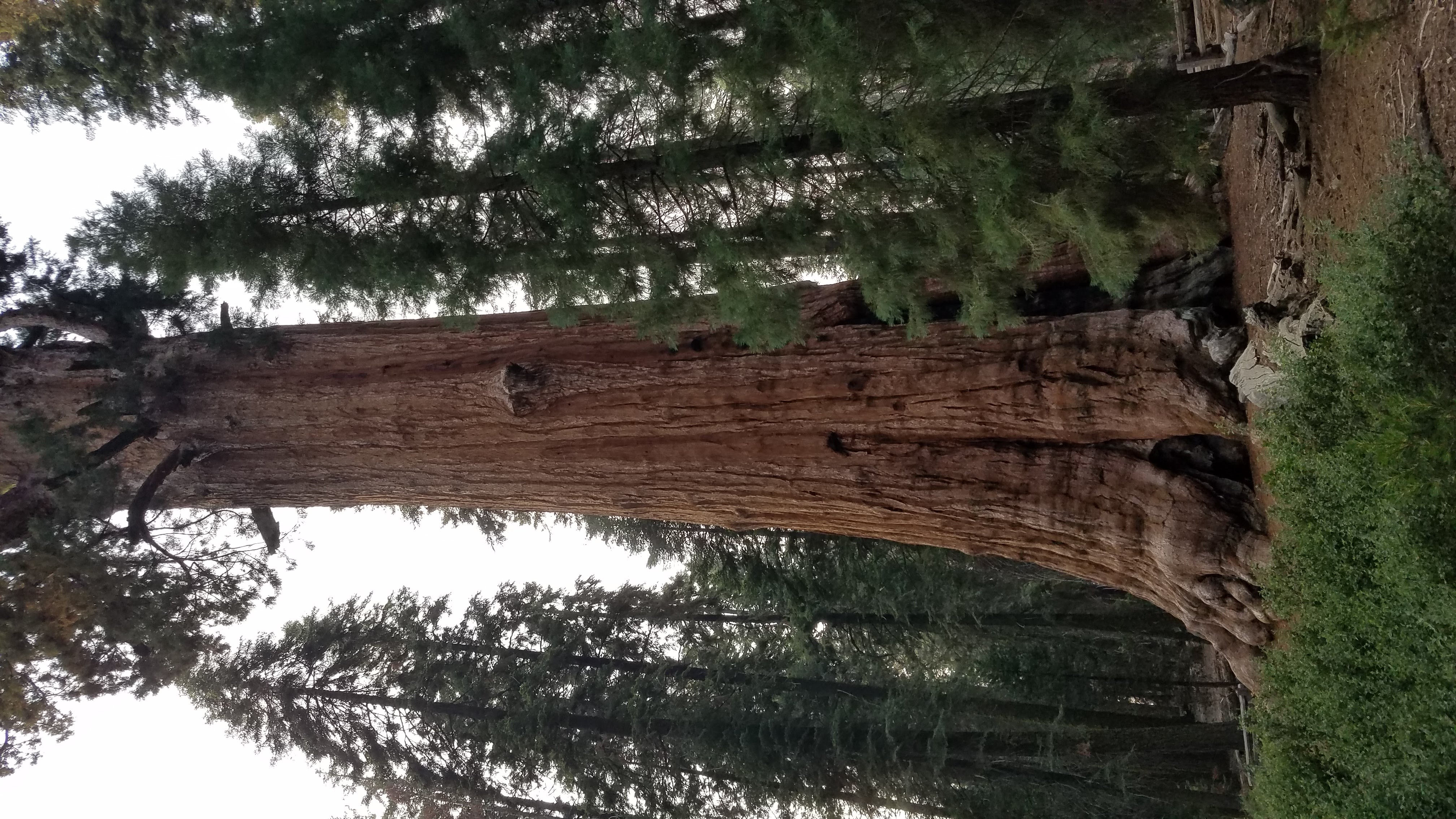 General Sherman tree in Sequoia National Park