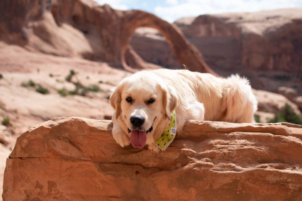 Corona Arch dog-friendly hikes