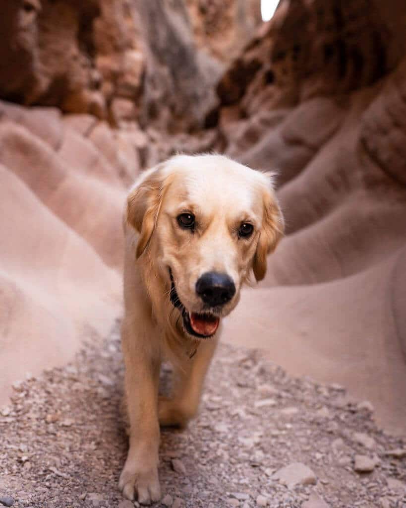 Little Wild Horse and Bell Canyons dog-friendly hikes