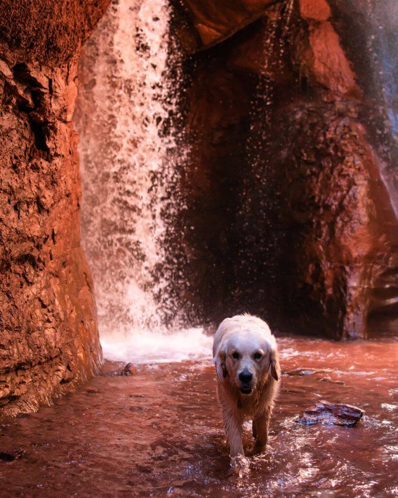 Professor Creek and Mary Jane Canyon dog-friendly hikes