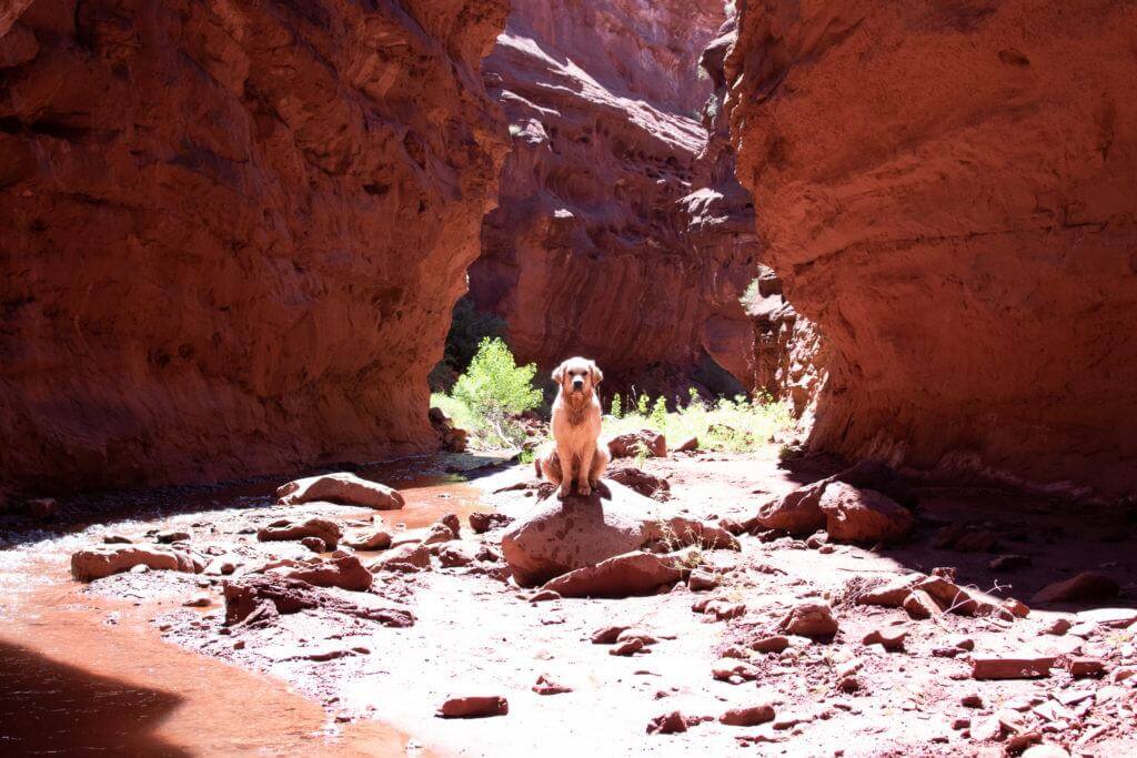 Professor Creek and Mary Jane Canyons dog-friendly hikes