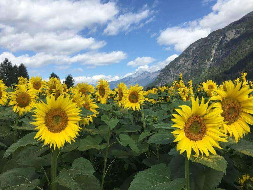 Guide to Pemberton, British Columbia Escape Camper Vans