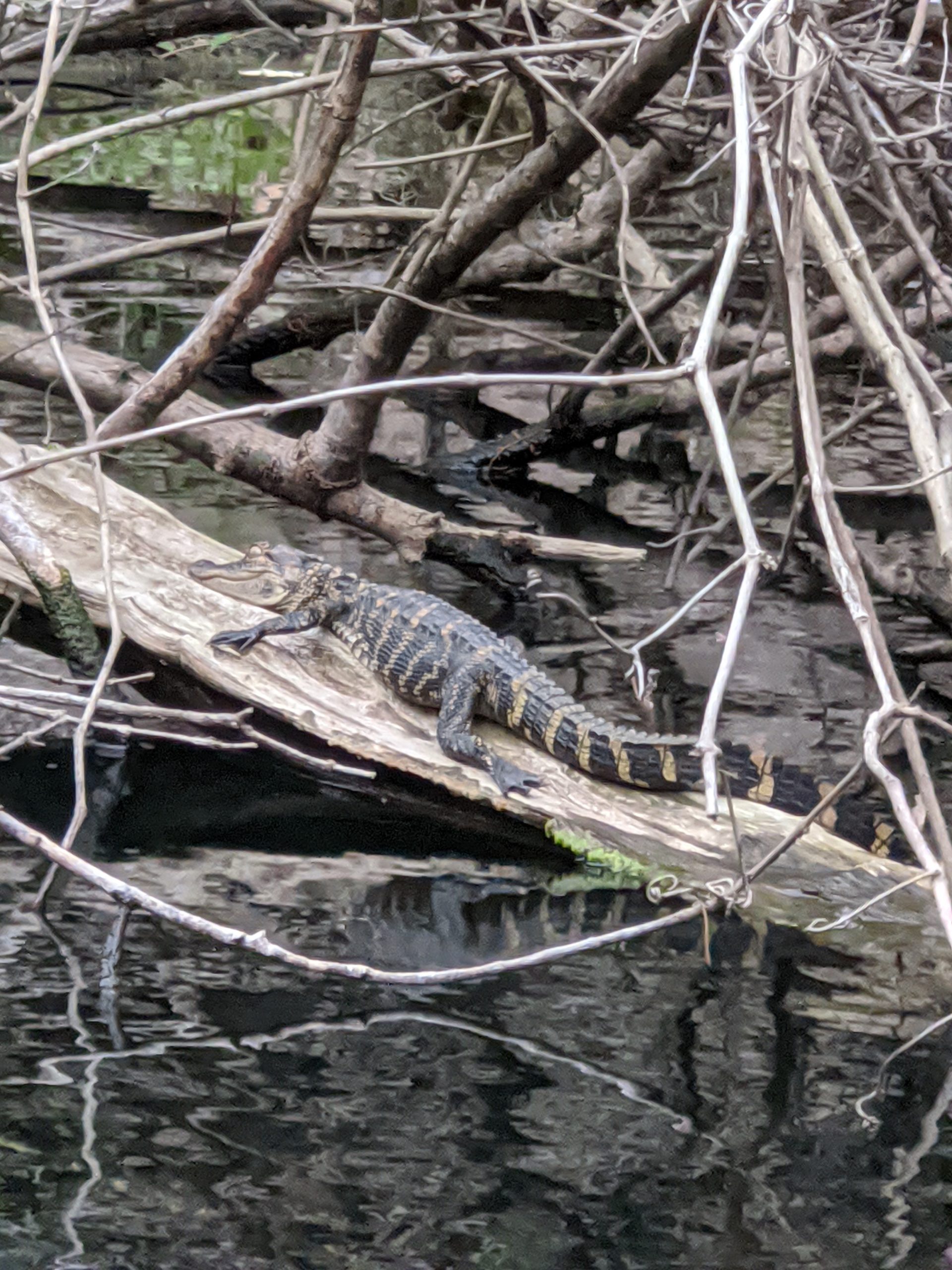 Baby Alligator in Hillsborough River