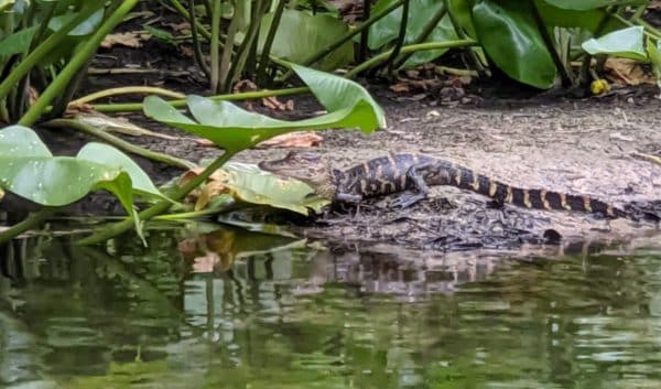 Baby Alligator in Hillsborough River