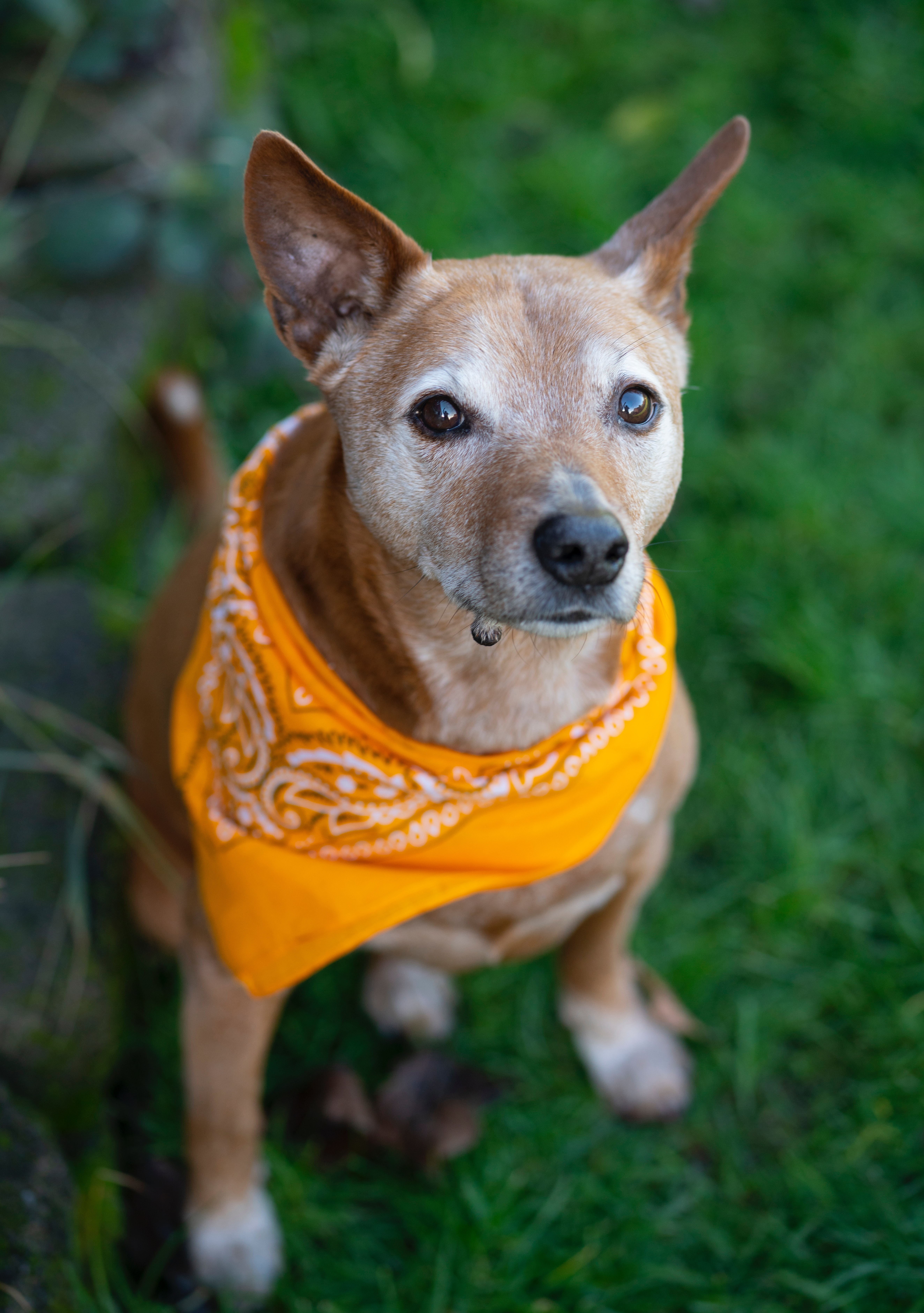 Dog with a bandana.