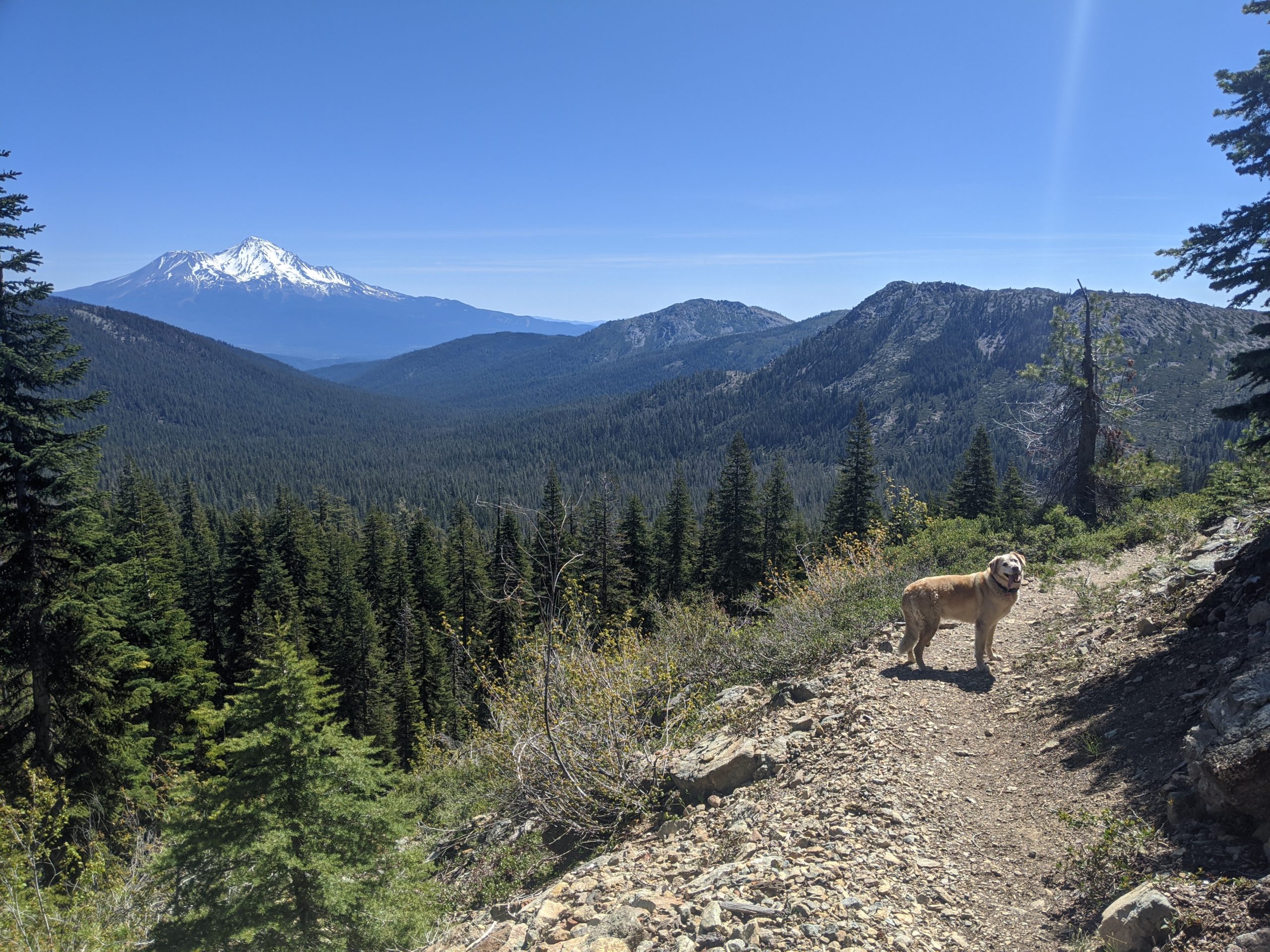 Dog on trail at Mount Shasta
