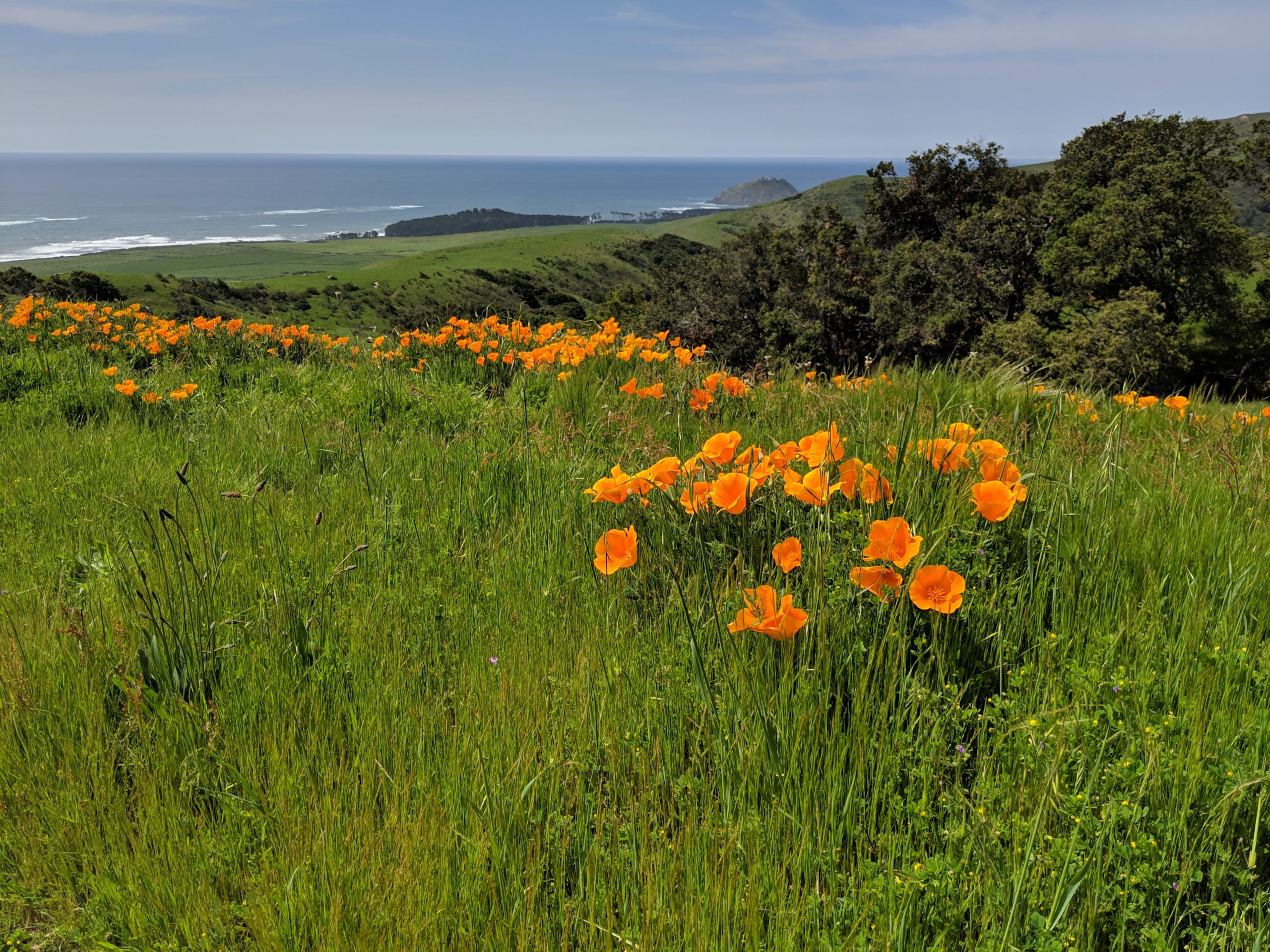 Wildflowers at Big Sur