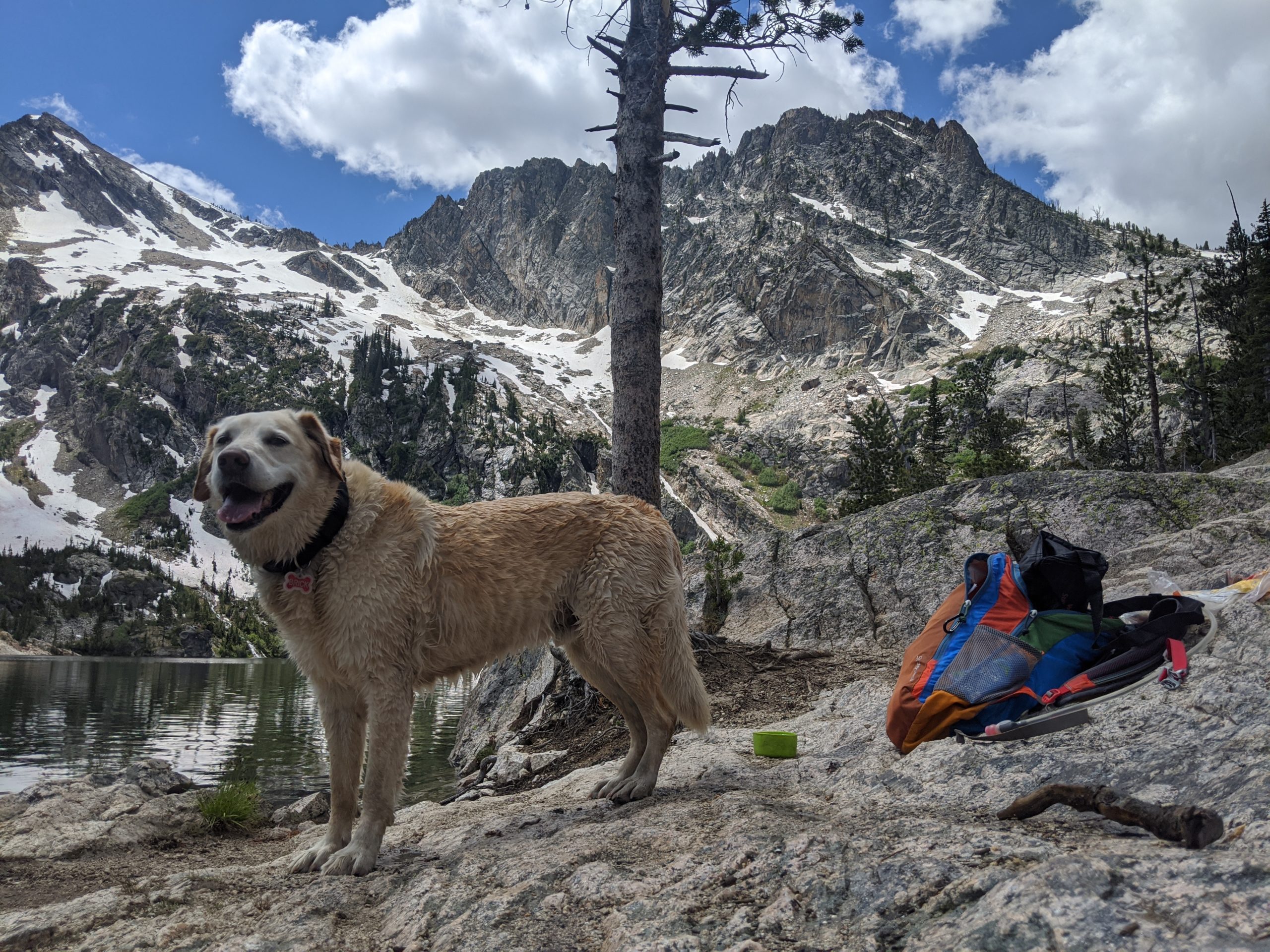 Dog at Alpine Lake