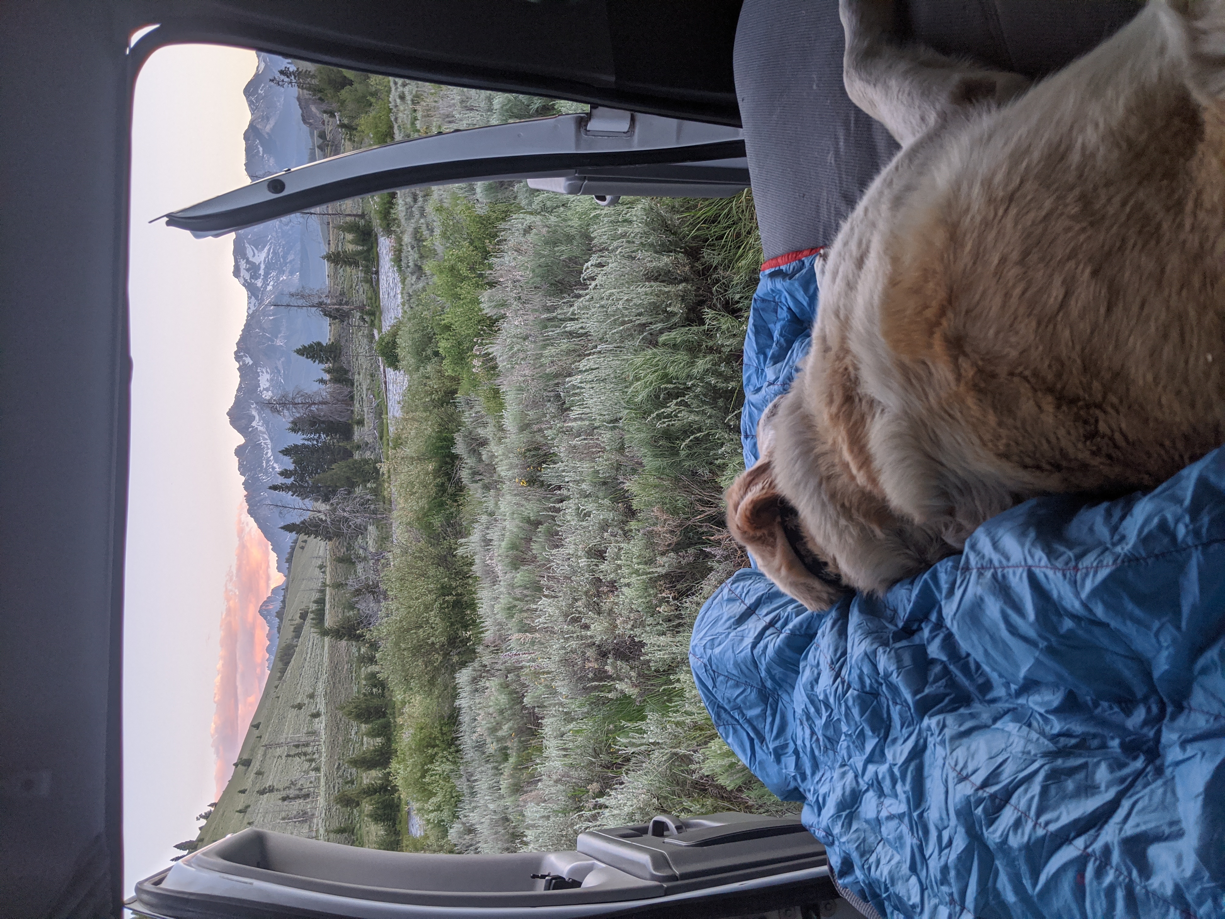 Dog in a campervan at Sawtooth mountains