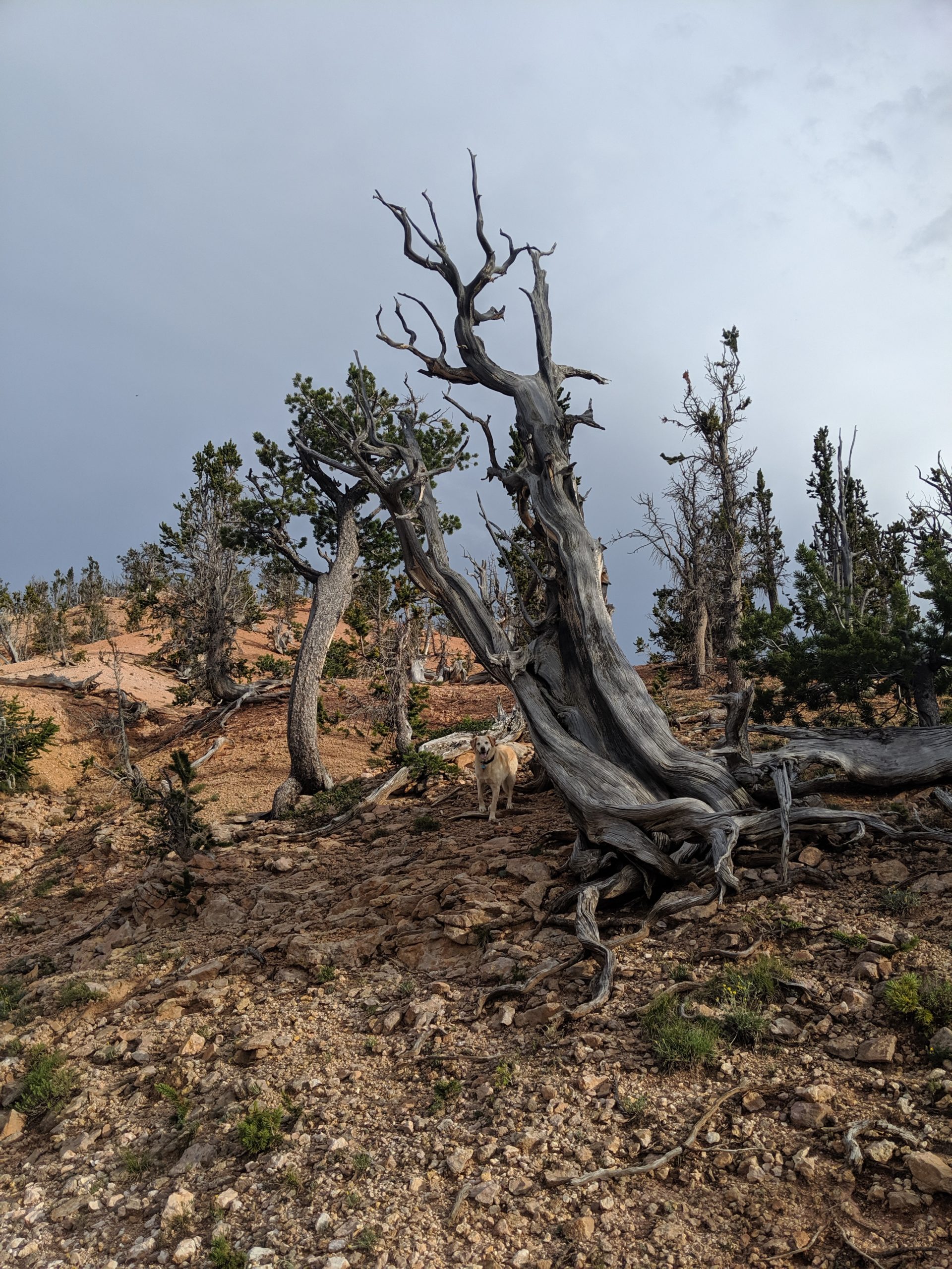 Brian Head Twisted Forest