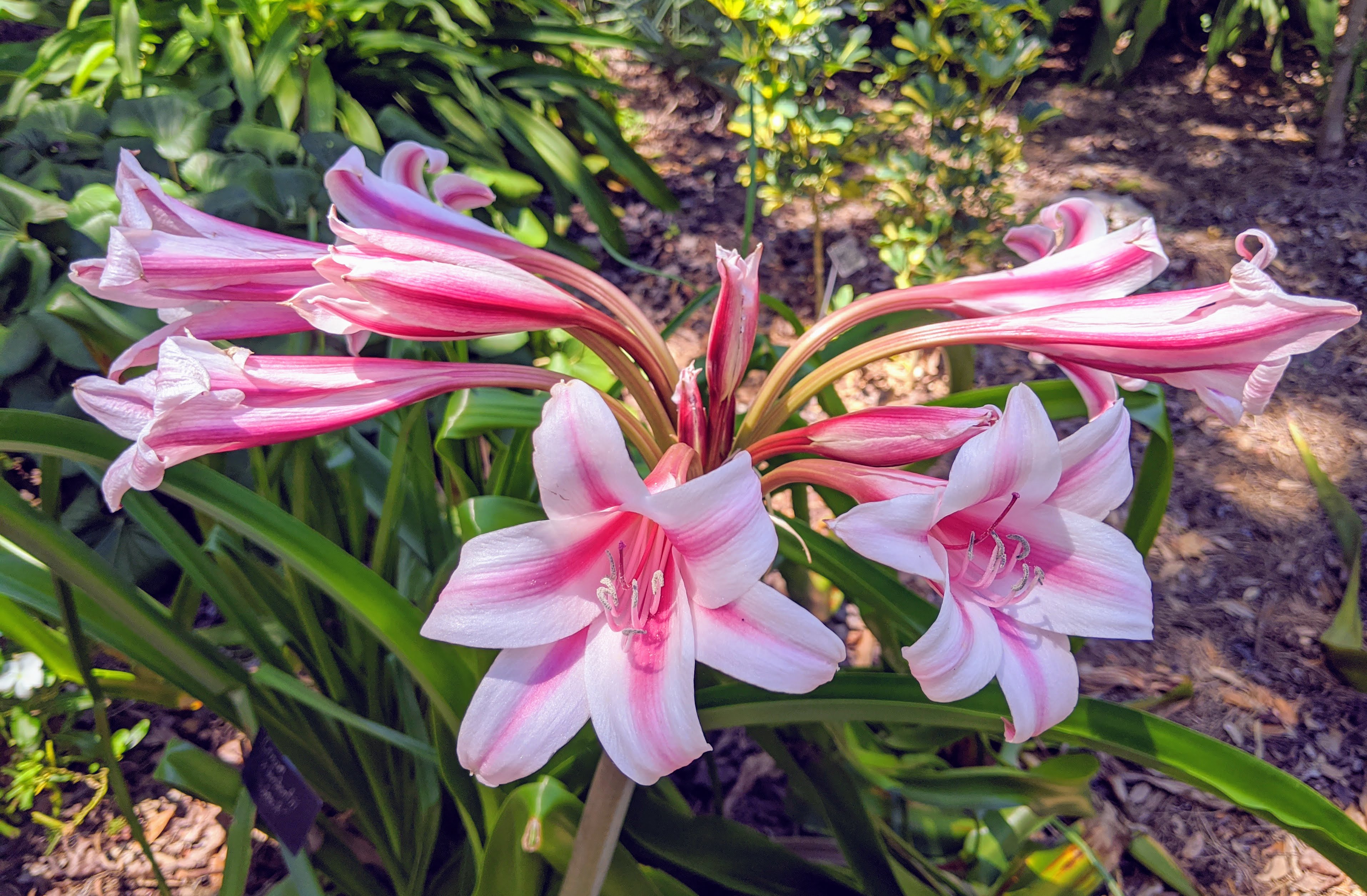 Flowers at Leu Gardens