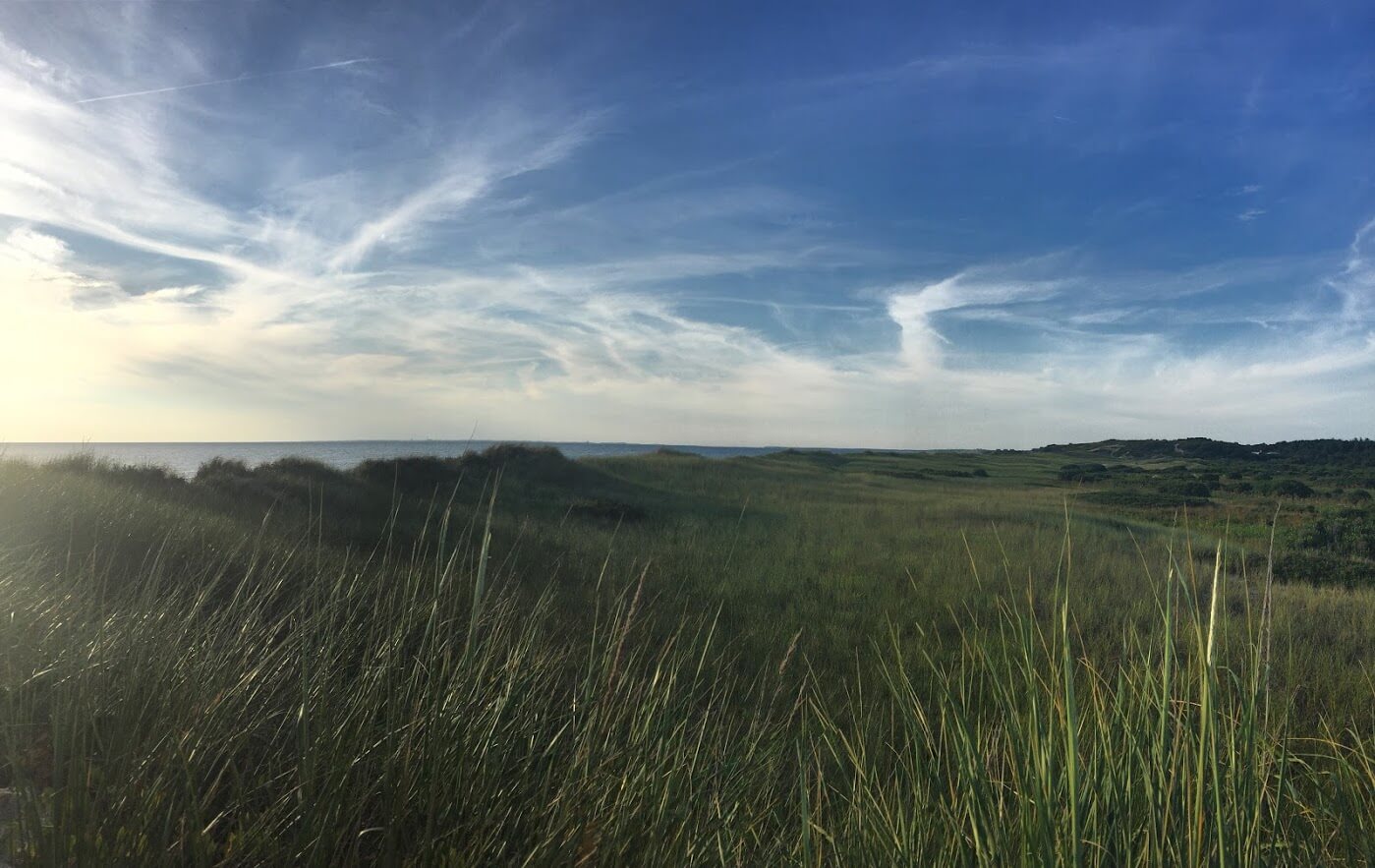 Cape cod sea grass