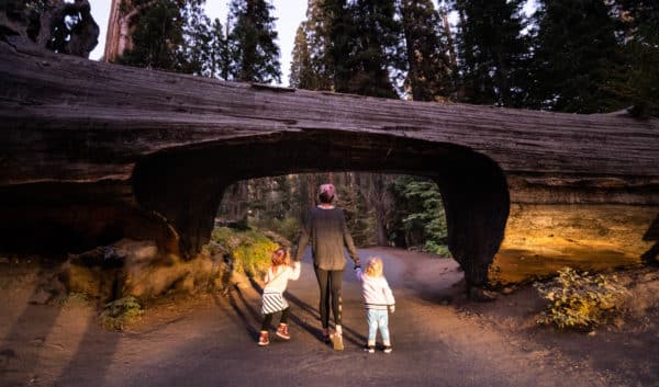 Family at Sequoia National Park Tunnel Tree