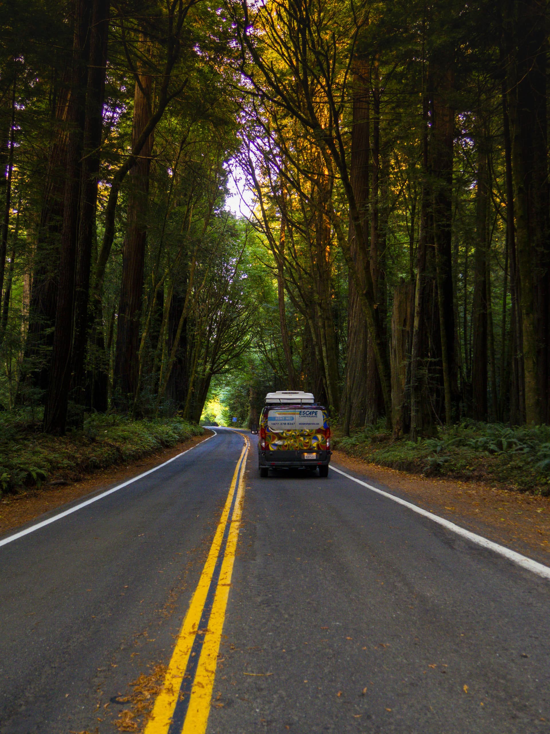 Escape campervan on a tree lined road