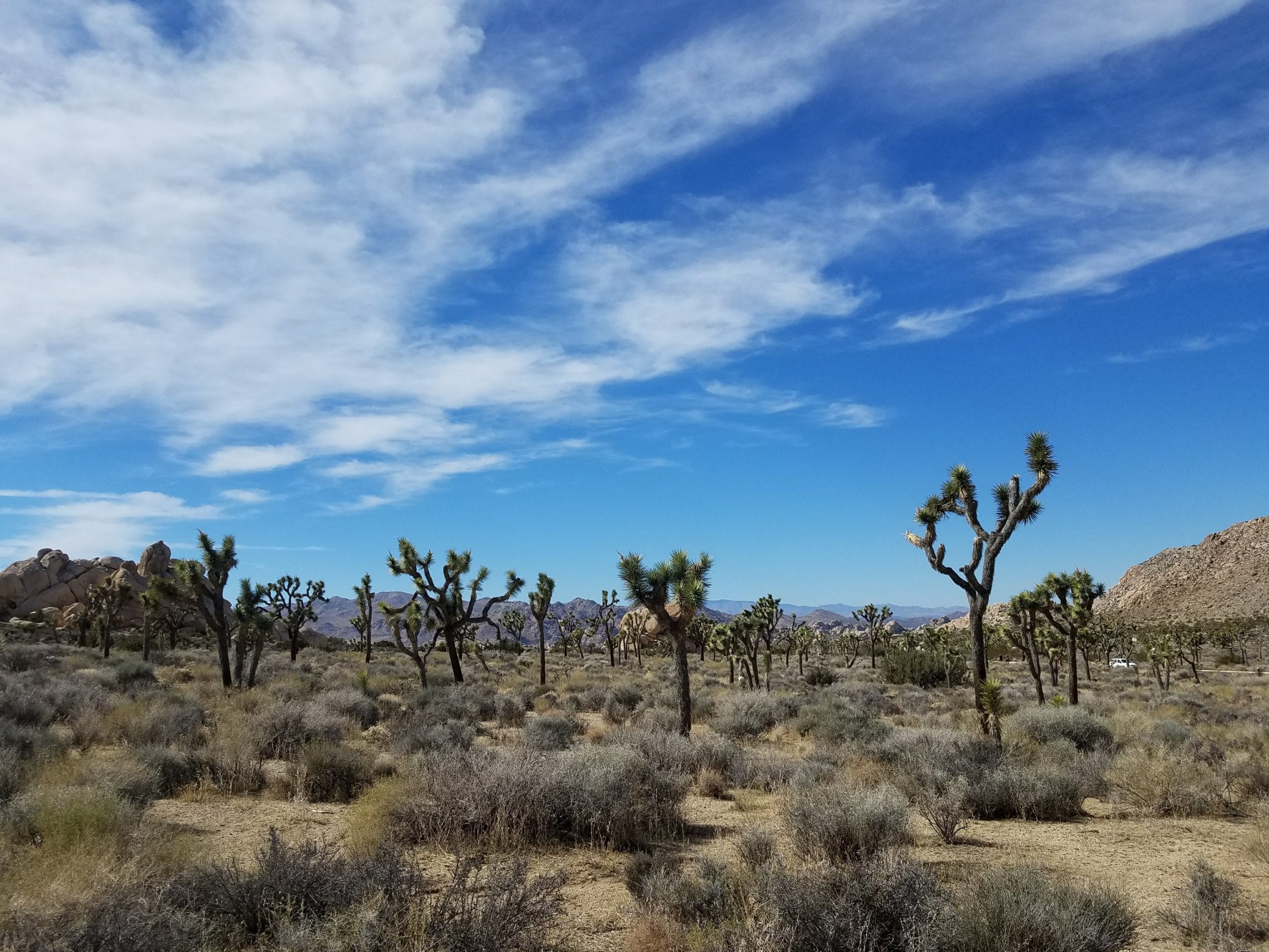 Joshua Tree National Park