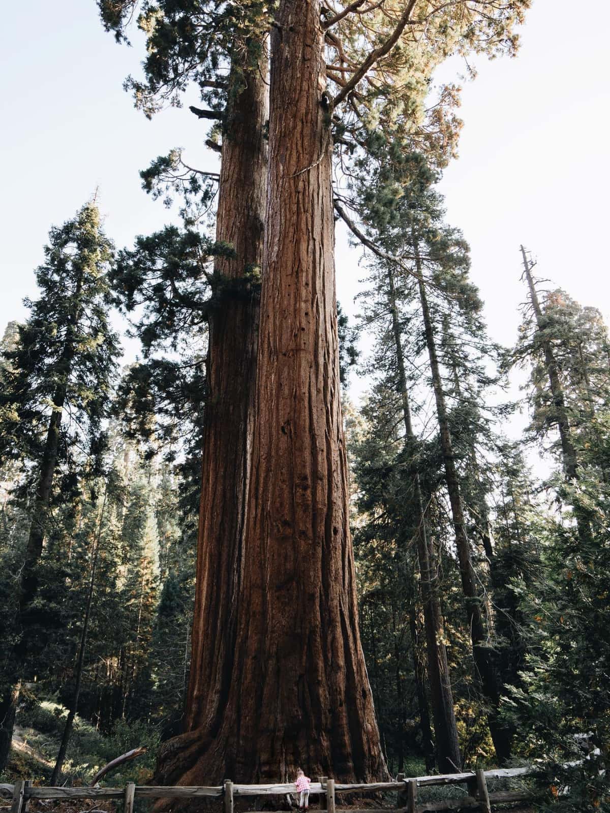 Redwood in Sequoia National Park
