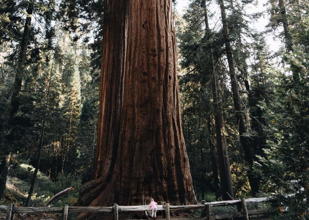 Sequoia National Park