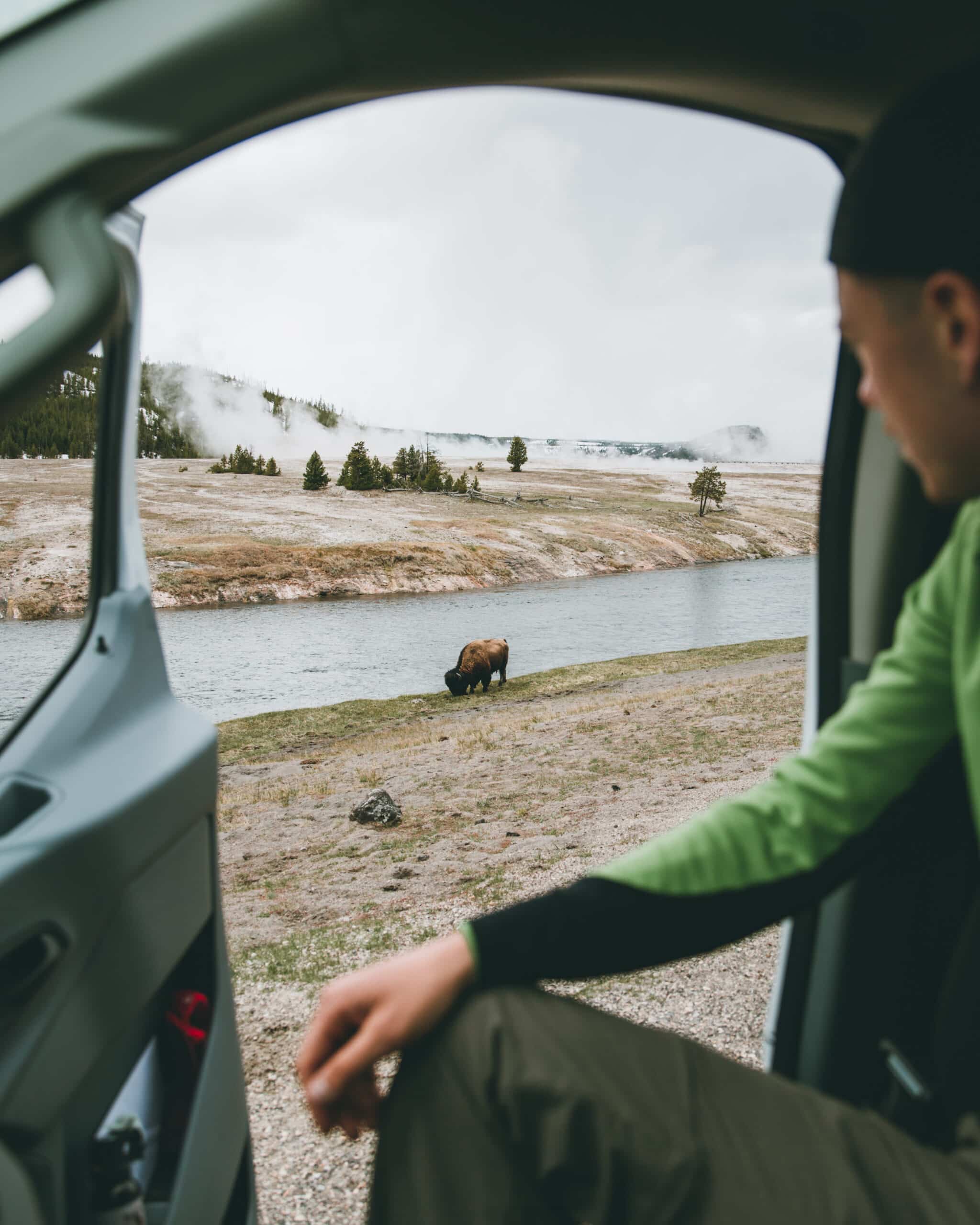 Person looking out at a buffalo on a Salt Lake City to Yellowstone National Park road trip.