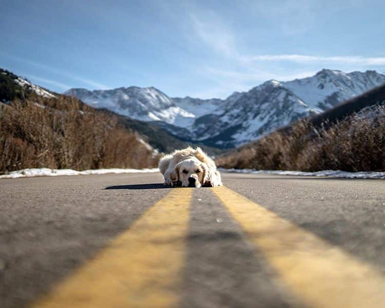 You can explore Denver with Escape Camper Vans on a road trip with a dog.